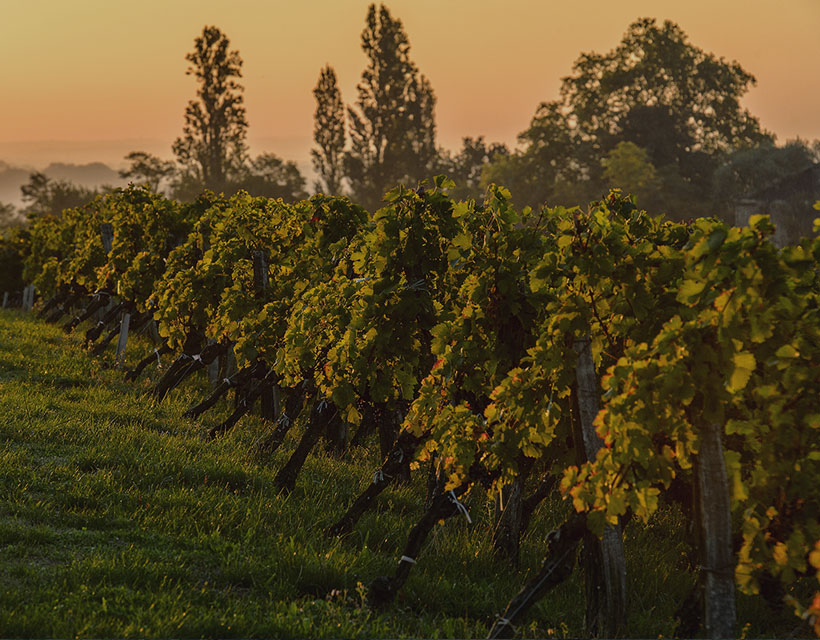 Domaines Barons Rothschild (Lafite)